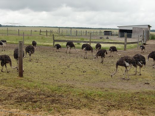 Gewimmel auf der Straußenfarm.JPG
